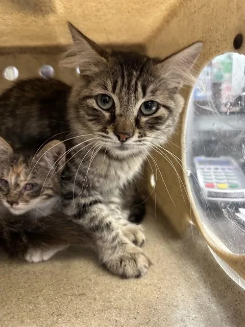 A young small-sized female Domestic Medium Hair cat named Breanna for adoption in Stockton, CA