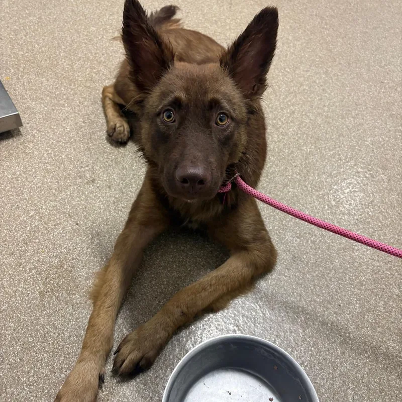 An adult medium-sized male Brown / Chocolate Shepherd dog named Grizzly for adoption in League City, TX