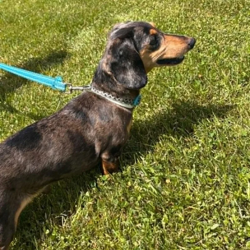 An adult small-sized male Gray / Blue / Silver Dachshund dog named Otto D for adoption in Princeton, MN