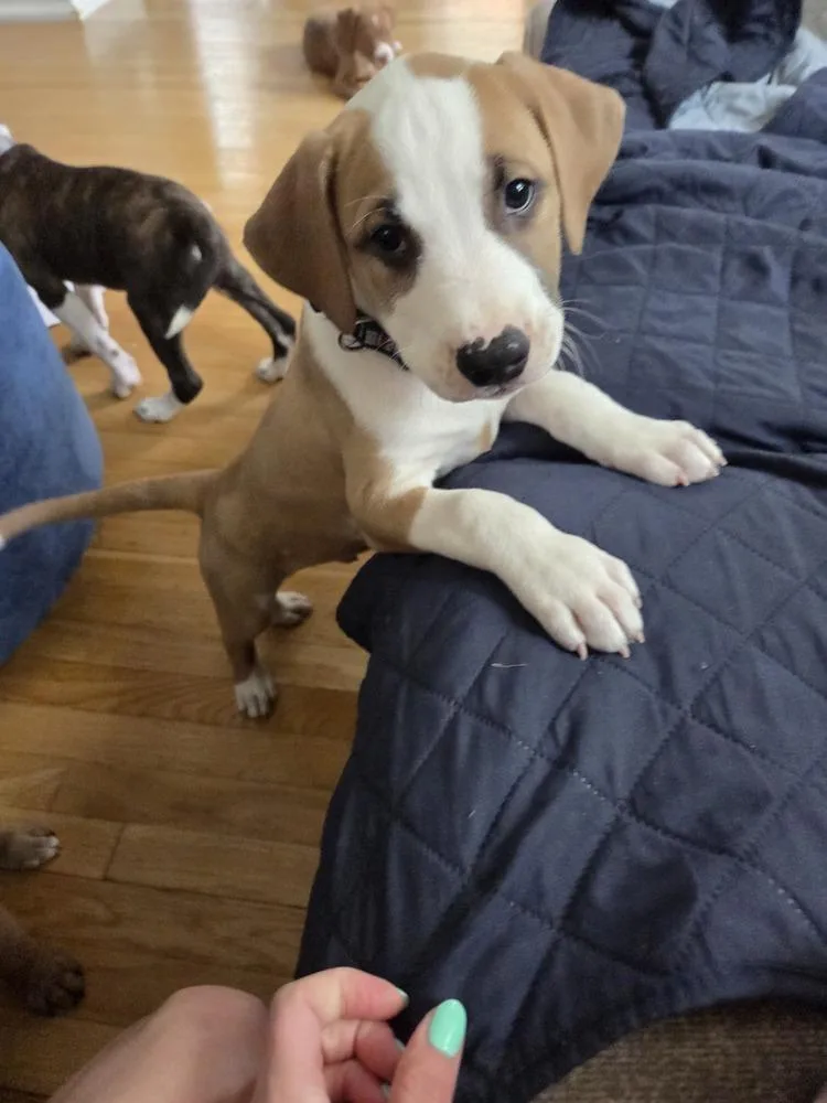 A baby medium-sized male Brown / Chocolate Mixed Breed dog named Wilbur for adoption in Lincoln Park, MI