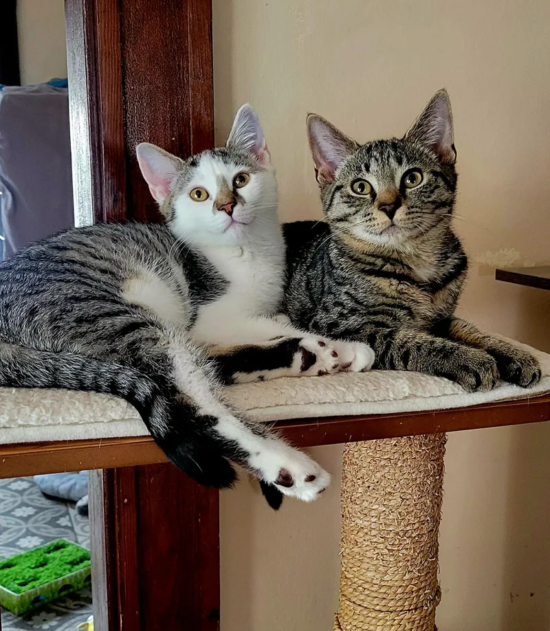 A baby medium-sized female Tabby (Brown / Chocolate) Domestic Short Hair cat named Blizzard for adoption in Roslindale, MA