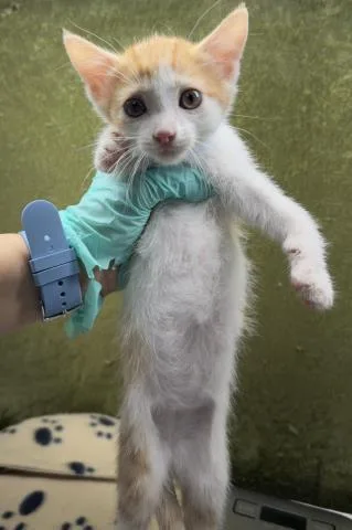 A baby small-sized male Domestic Short Hair cat named Miso for adoption in Riverside, CA