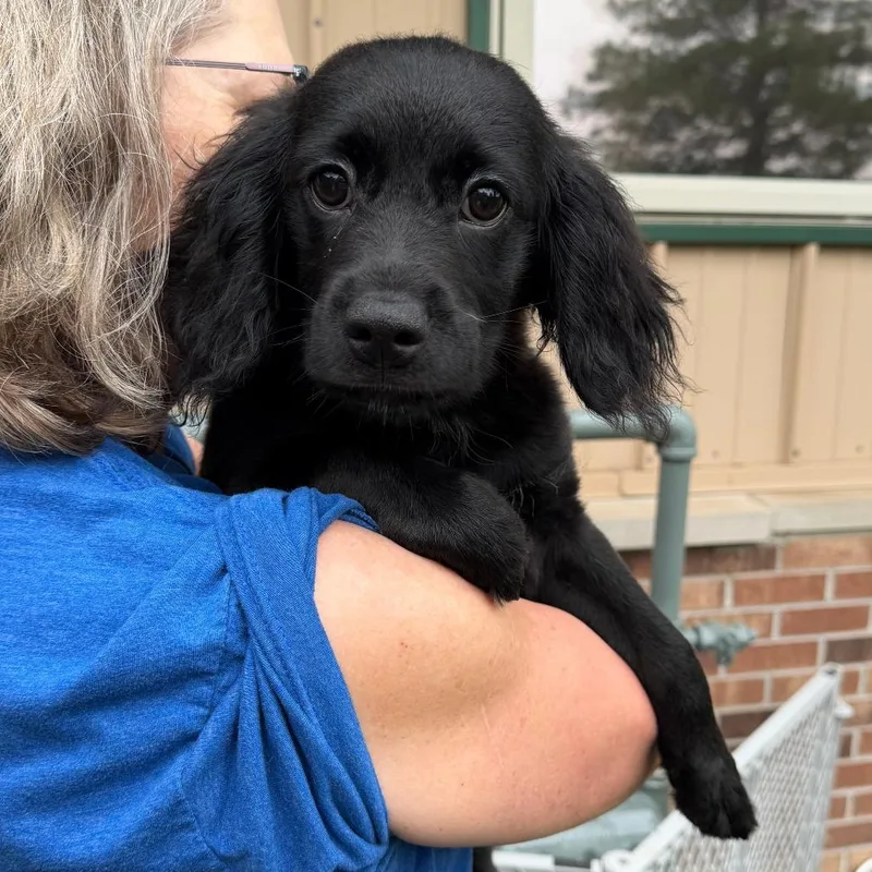 A baby small-sized male Black Mixed Breed dog named Pilot for adoption in Naperville, IL