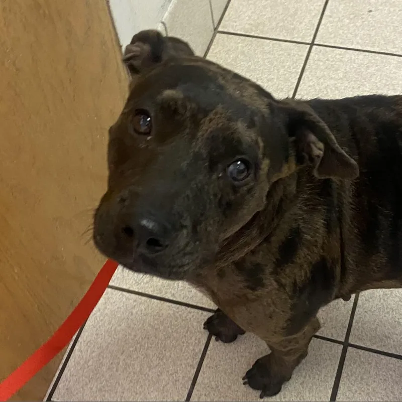 An adult medium-sized female Brown / Chocolate Mixed Breed dog named Felicity AKA Rosie for adoption in Charleston, WV