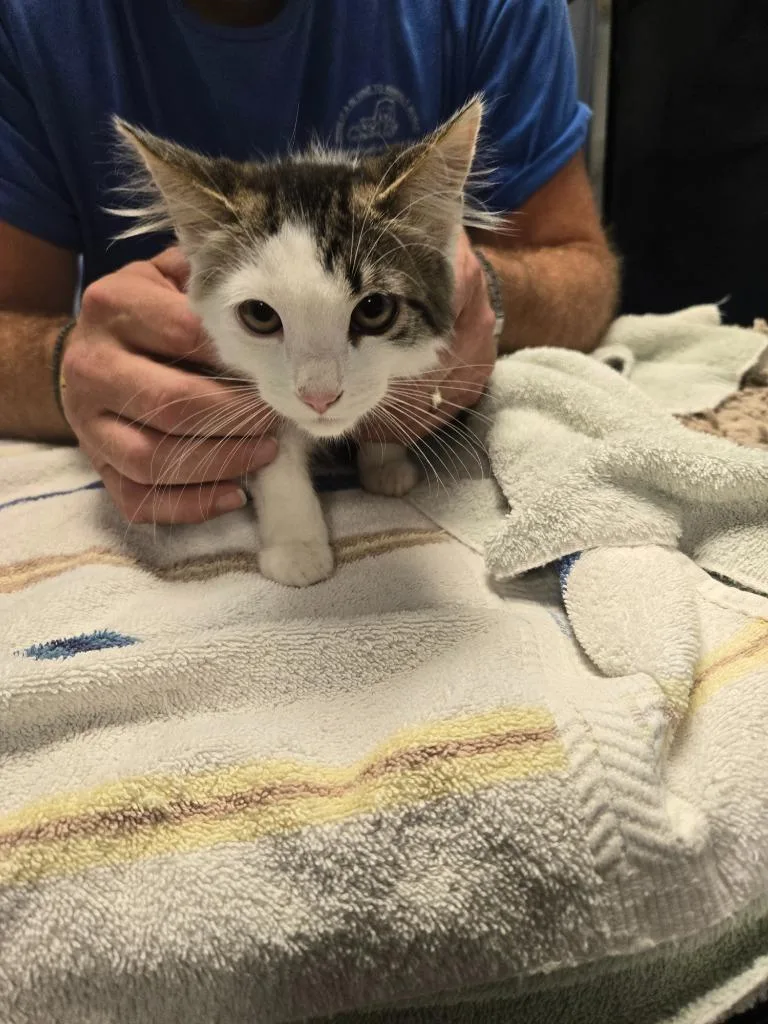 A baby small-sized female Domestic Medium Hair cat named Morticia for adoption in Detroit, MI