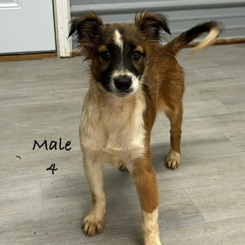 A young medium-sized male Brown / Chocolate Australian Shepherd dog named Rolo for adoption in Princeton, KY