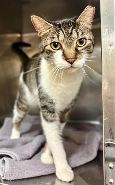 An adult large-sized male Domestic Short Hair cat named Brnyrd Finn for adoption in York, SC