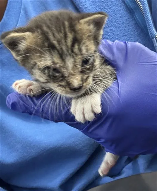 A baby medium-sized male Domestic Short Hair cat named Beau for adoption in Dallas, TX