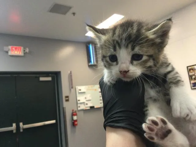 A baby small-sized female Domestic Short Hair cat named Nova for adoption in Thousand Palms, CA