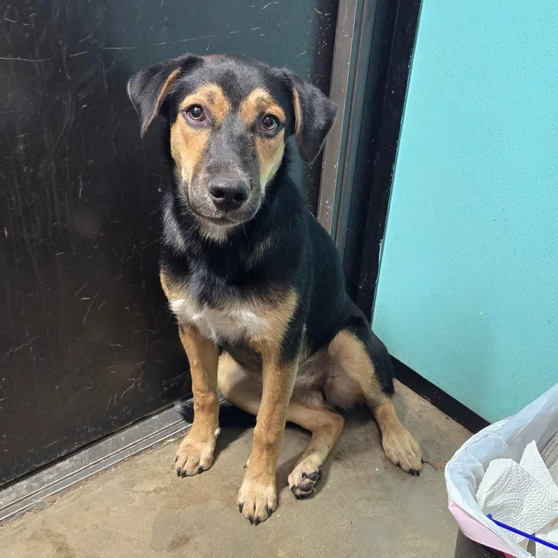 A young medium-sized female Tricolor (Brown, Black, & White) German Shepherd Dog dog named Nani for adoption in Graham, TX