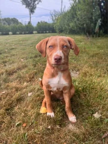 A baby large-sized female Vizsla dog named Coco for adoption in Muskegon, MI