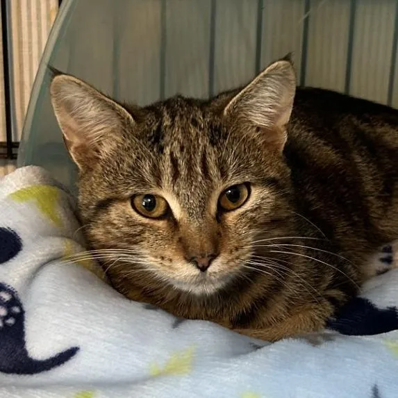 A young medium-sized male Domestic Short Hair cat named NCI Desmond for adoption in Port Washington, NY