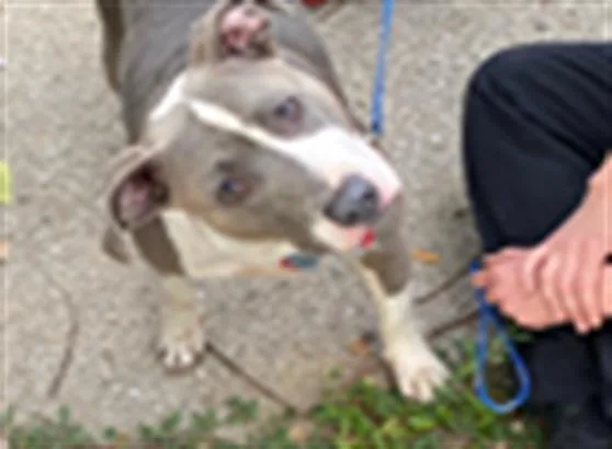 A young medium-sized female Pit Bull Terrier dog named Slushy for adoption in Indianapolis, IN