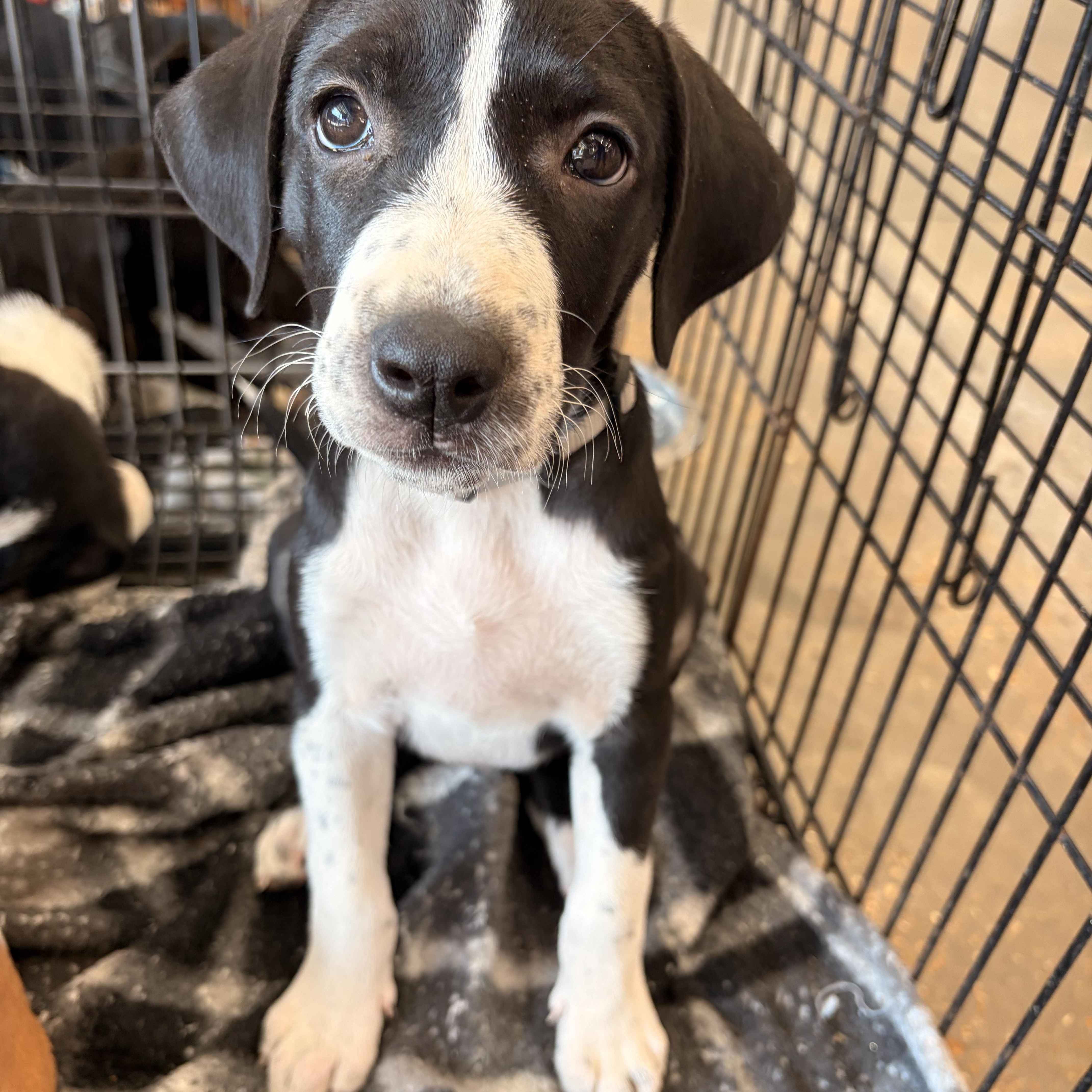 A baby medium-sized male Beagle dog named Jessie for adoption in Melbourne, AR