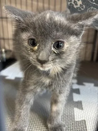An adult small-sized female Domestic Short Hair cat named Pixel for adoption in Barnesville, GA