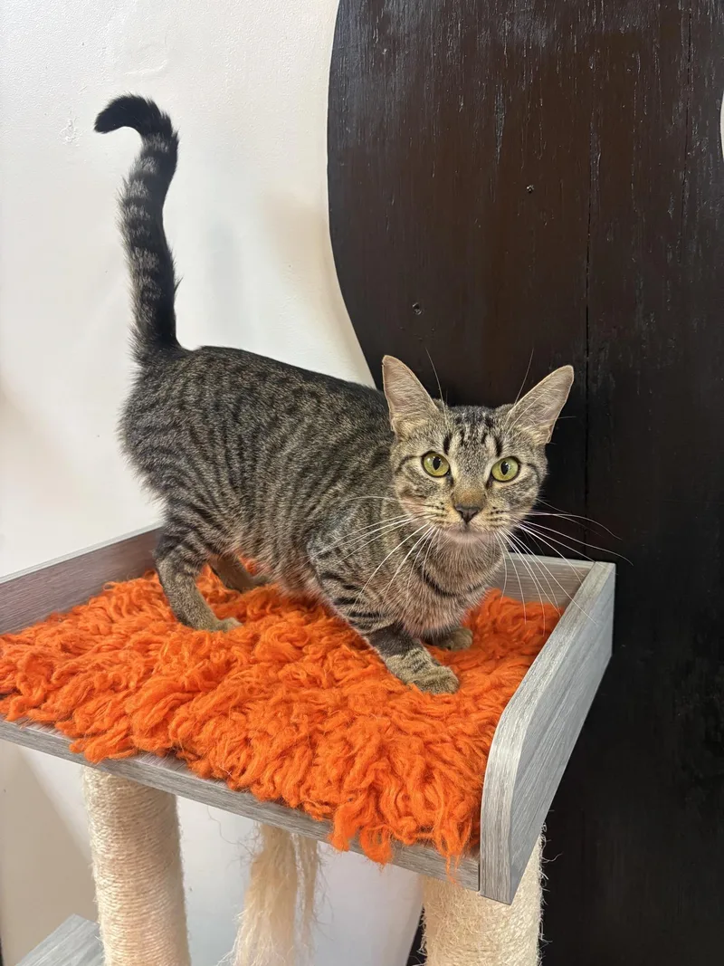 A young medium-sized female Tabby (Gray / Blue / Silver) Domestic Short Hair cat named Pigpen At Fat Cat for adoption in Tallahassee, FL