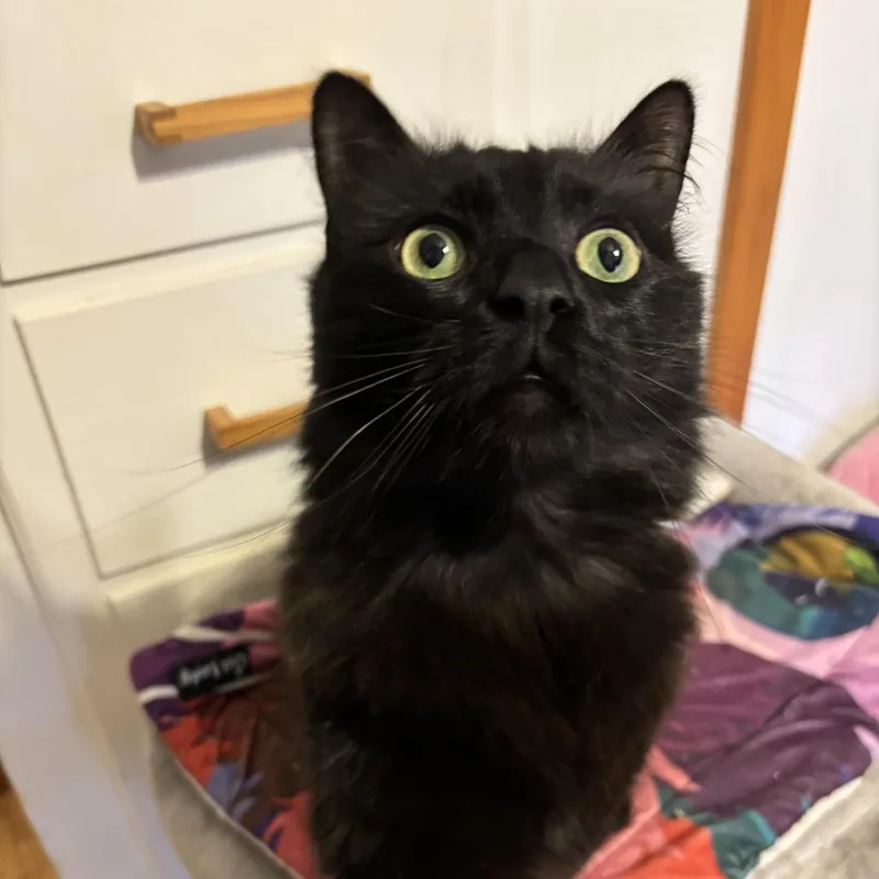 Ebenezer C thumbnail 2