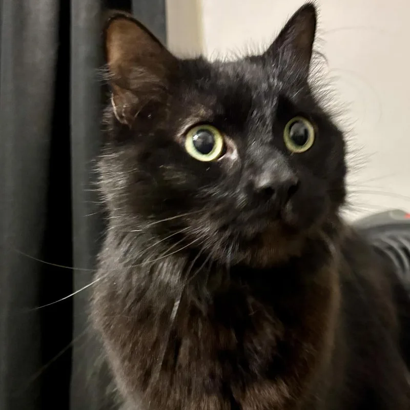 Ebenezer C thumbnail 5