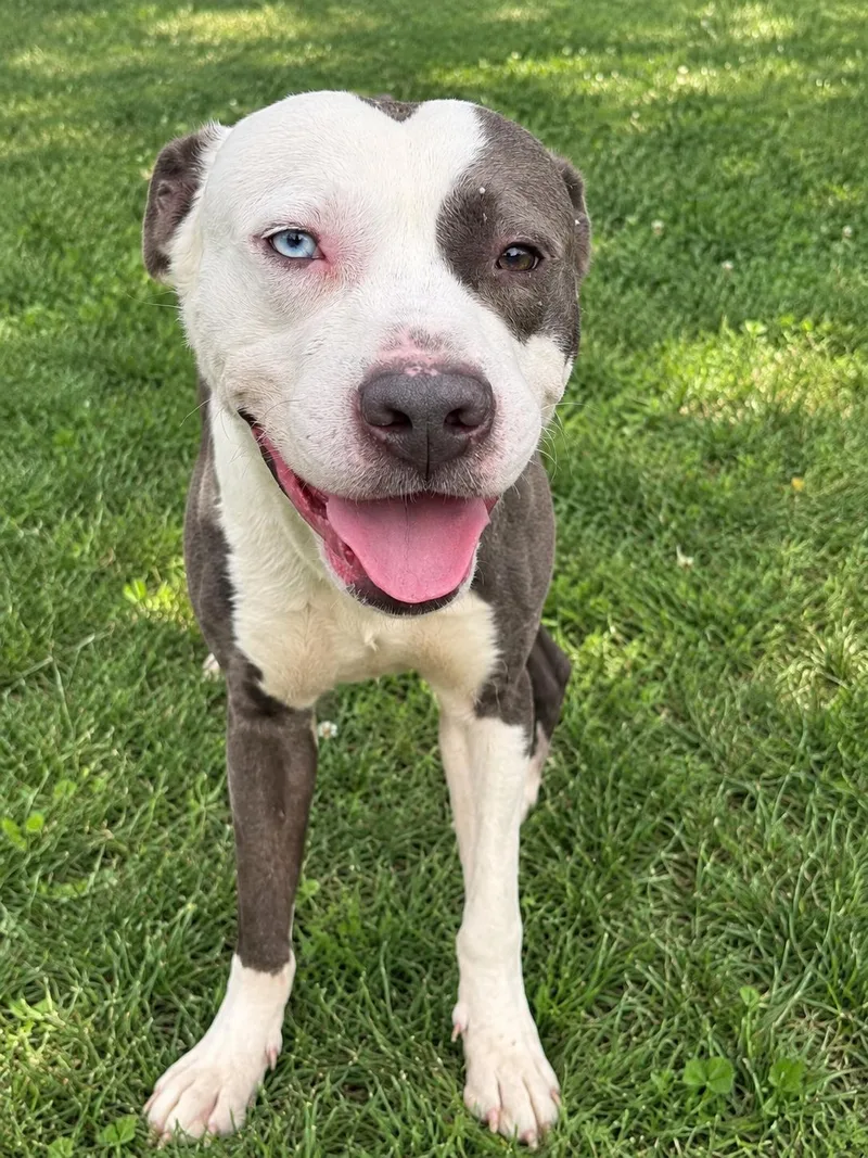 A young medium-sized male Gray / Blue / Silver Pit Bull Terrier dog named Bowie for adoption in Jersey city, NJ