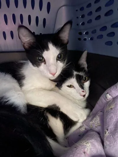 Moxie & Miles thumbnail 3