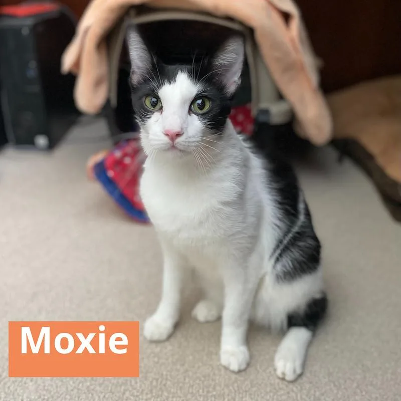 Moxie & Miles thumbnail 4