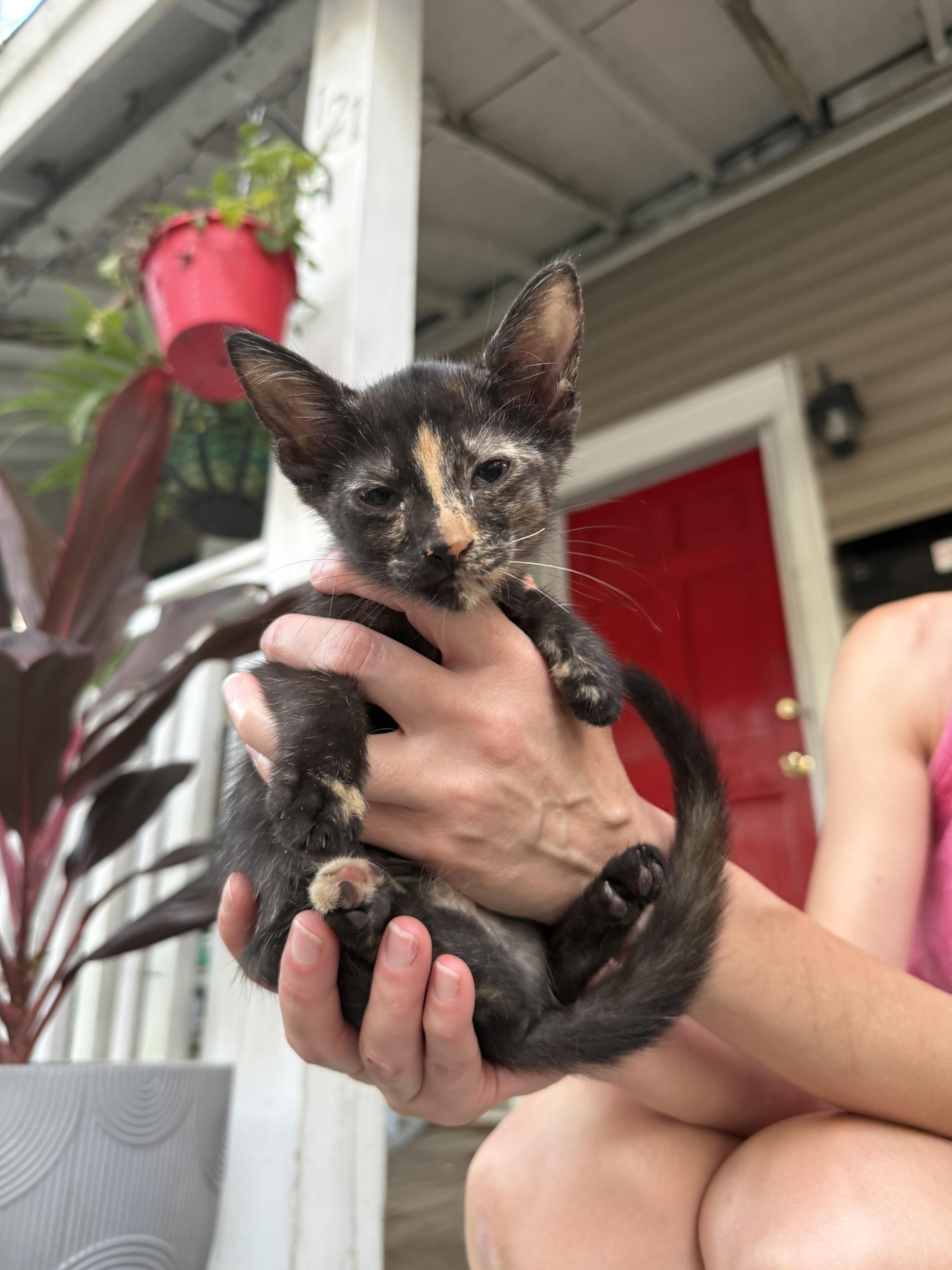 A baby medium-sized female Tortoiseshell cat named Ellie for adoption in Columbia, SC