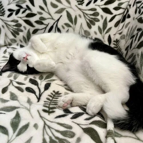 A baby small-sized male Domestic Short Hair cat named Thumbprint for adoption in Tampa, FL
