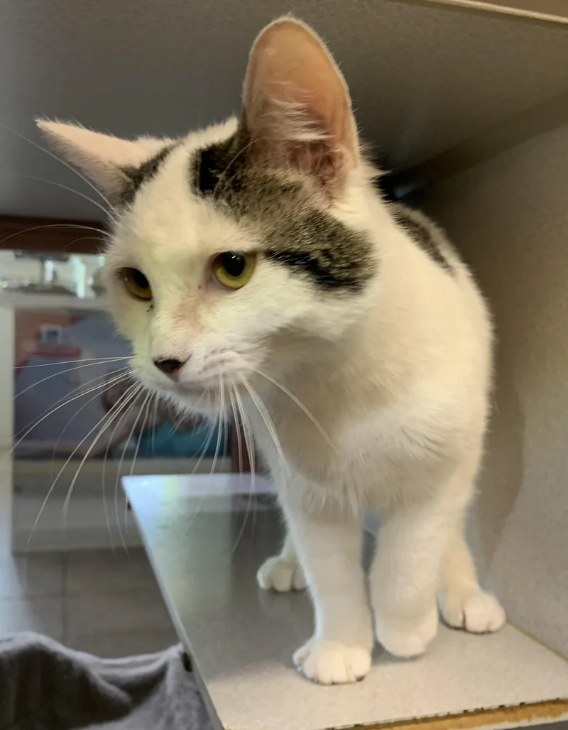 A young medium-sized female Tabby (Tiger Striped) Domestic Short Hair cat named June for adoption in Massena, NY