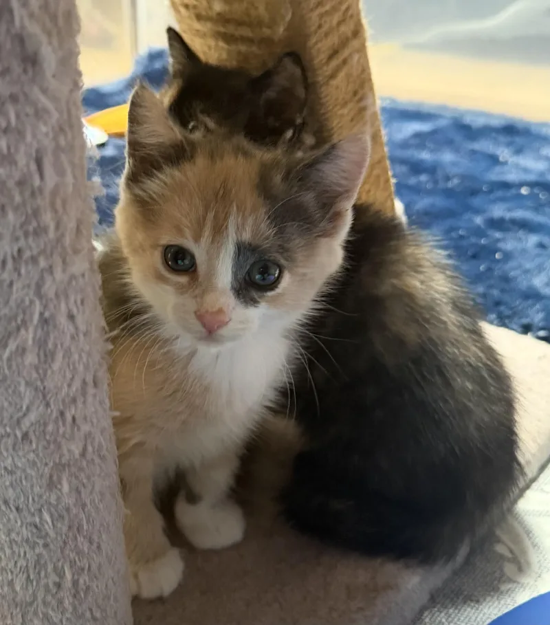 Maggie thumbnail 3