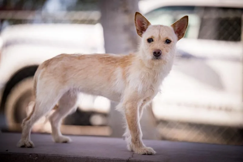 A young small-sized female Terrier dog named Trixie for adoption in Twentynine Palms, CA