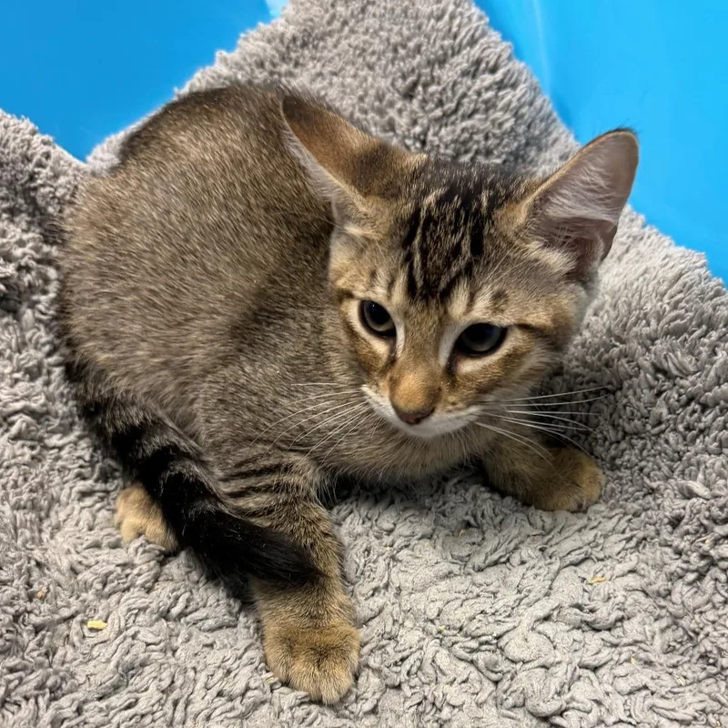 A baby small-sized male Brown / Chocolate Domestic Short Hair cat named August for adoption in Brookfield, WI