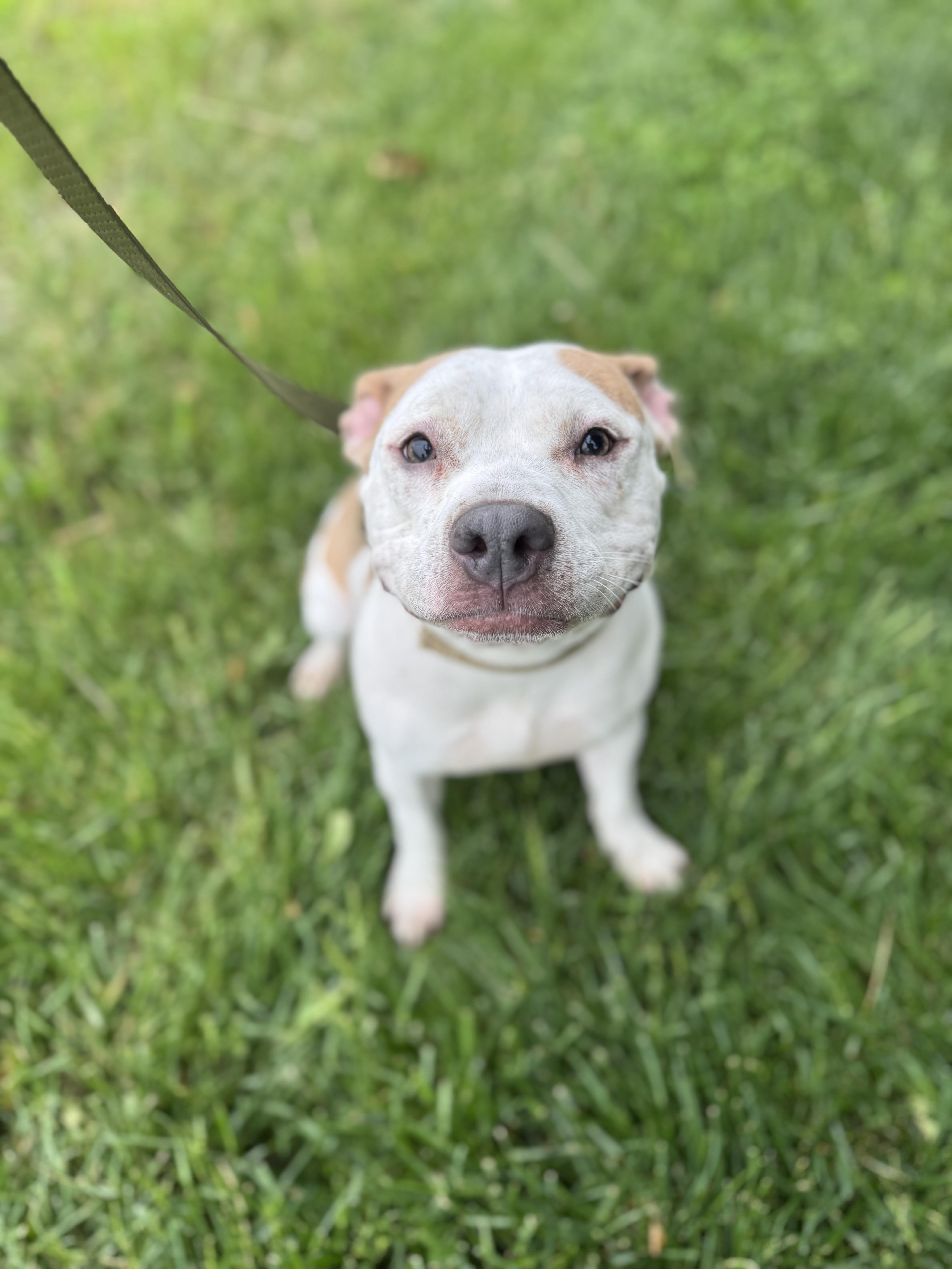 A young medium-sized female Pit Bull Terrier dog named Ezri for adoption in Blair, NE