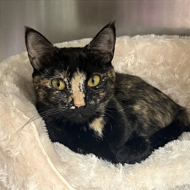 A young medium-sized female Tortoiseshell Domestic Short Hair cat named Hera for adoption in Fort Lauderdale, FL