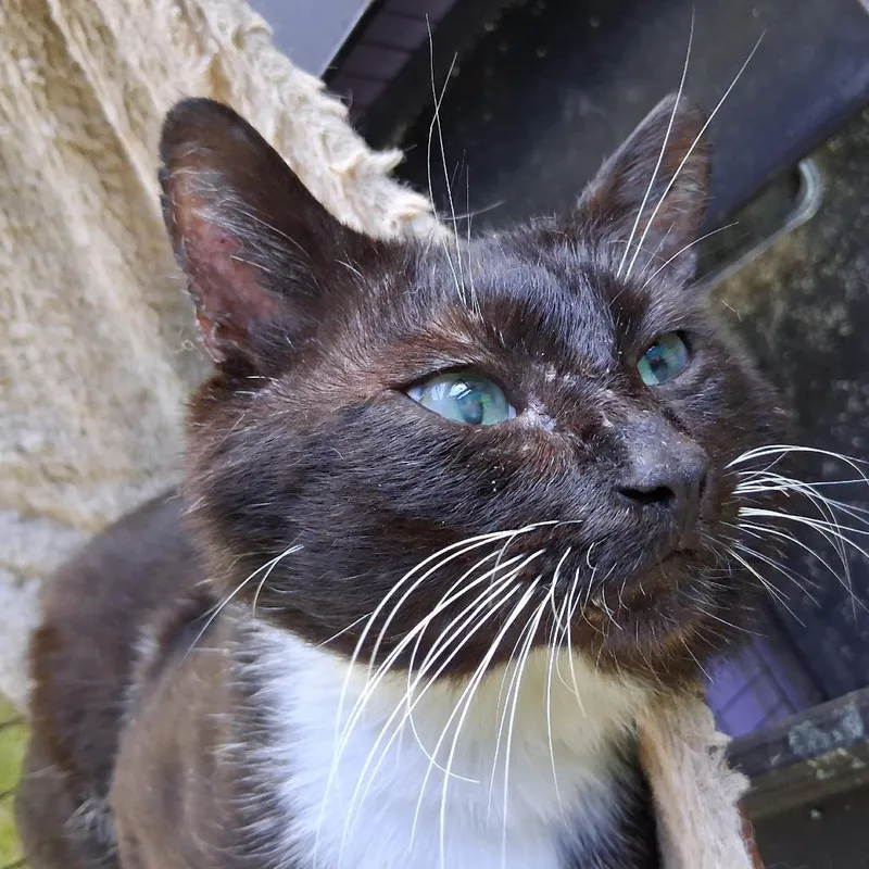 An adult large-sized male Black Domestic Short Hair cat named Brutus for adoption in Volcano, HI