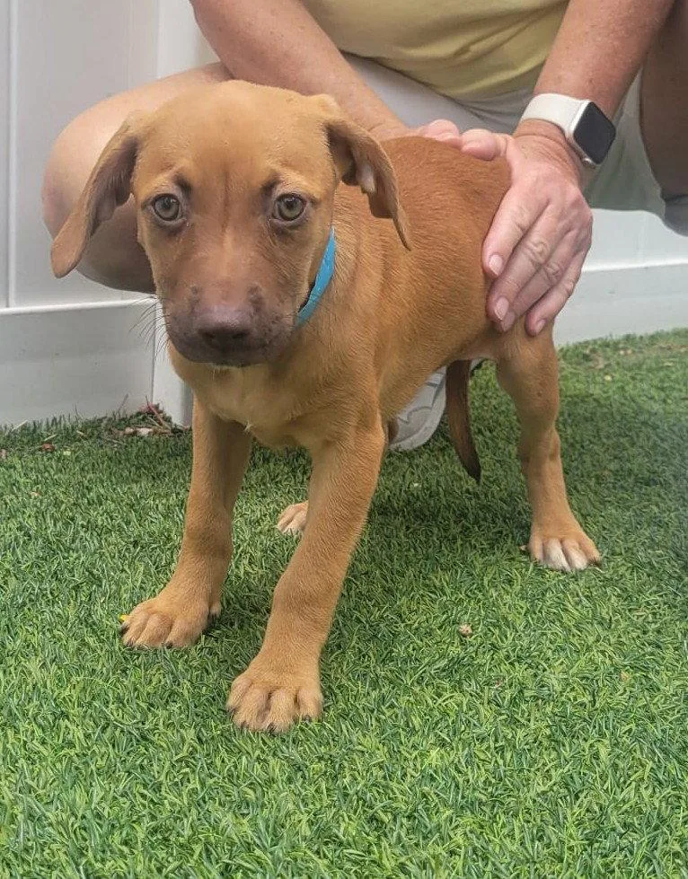 A baby medium-sized female Mixed Breed dog named Isabella Pup Naia for adoption in Pompano Beach, FL