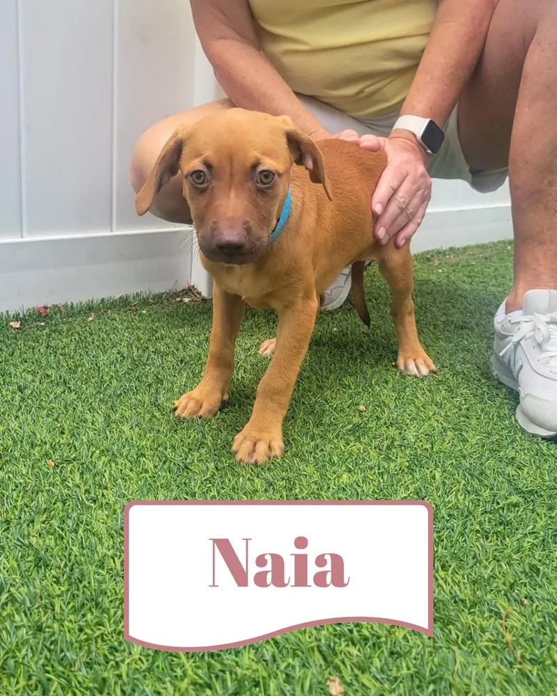 Isabella Pup  Naia thumbnail 2