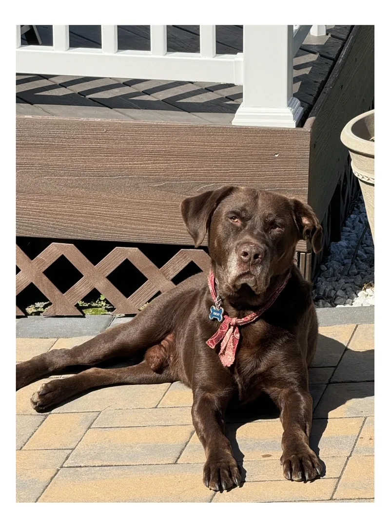 A senior large-sized male Brown / Chocolate Chocolate Labrador Retriever dog named Rocky for adoption in Ossining, NY