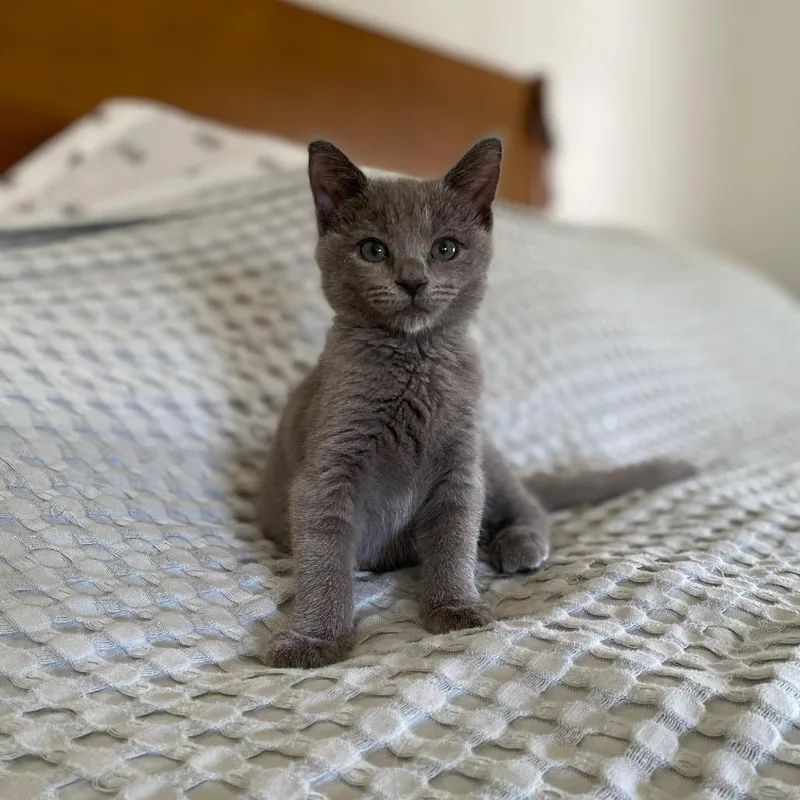 A baby small-sized female Domestic Short Hair cat named Terry Moore for adoption in Los Angeles, CA