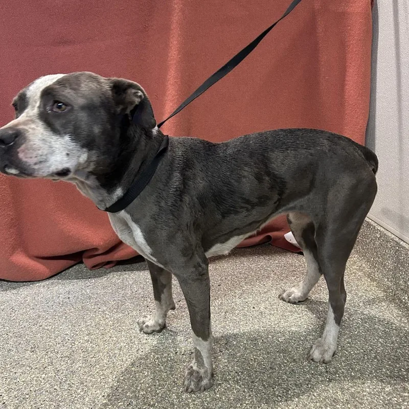 An adult medium-sized female Gray / Blue / Silver Pit Bull Terrier dog named IVHSStray for adoption in San Gabriel, CA