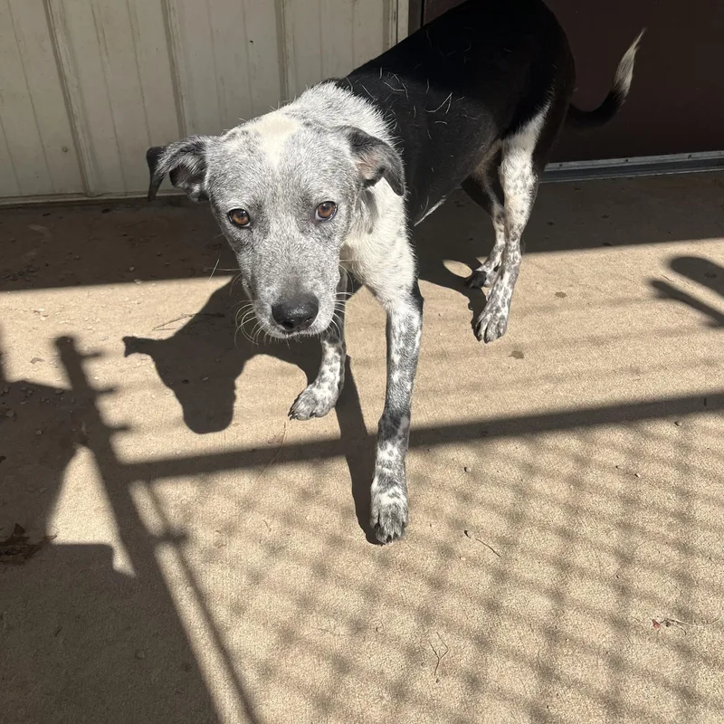Max