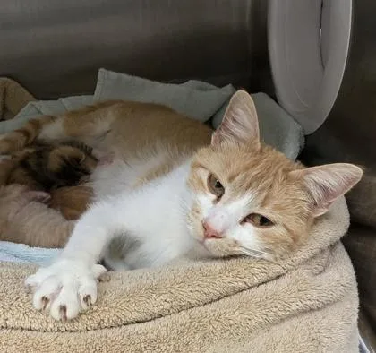 An adult medium-sized female Orange & White Domestic Short Hair cat named Daphne for adoption in Dubuque, IA