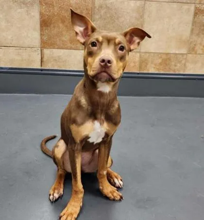 A young medium-sized female Doberman Pinscher dog named Zinnia for adoption in Portland, ME