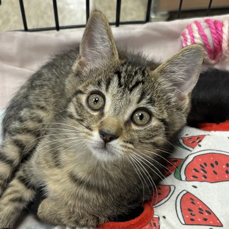 A baby medium-sized male Domestic Short Hair cat named Greg for adoption in Sonora, CA