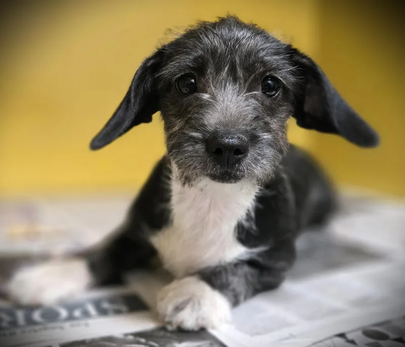 A baby small-sized female Terrier dog named Jelly Bean for adoption in Los Angeles, CA