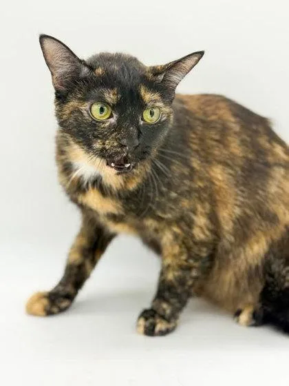 An adult medium-sized female Domestic Short Hair cat named Brookie for adoption in Bowling Green, KY