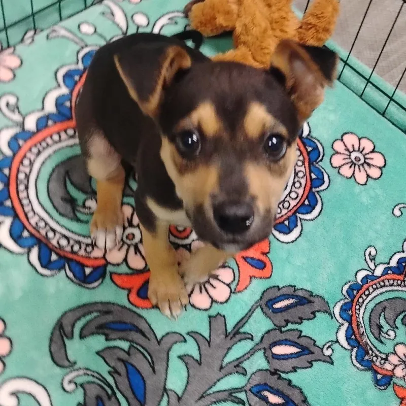 A baby small-sized female Black Terrier dog named Sassy for adoption in Pleasanton, CA