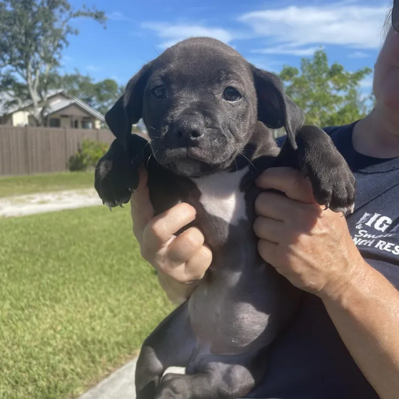 Shell Aka Cookie thumbnail 2