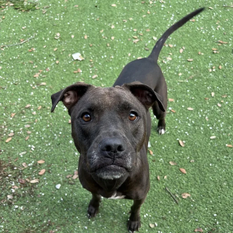 Shell Aka Cookie thumbnail 3