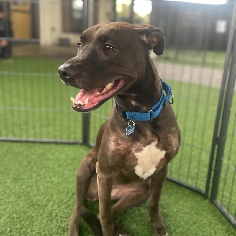 Shell Aka Cookie thumbnail 4