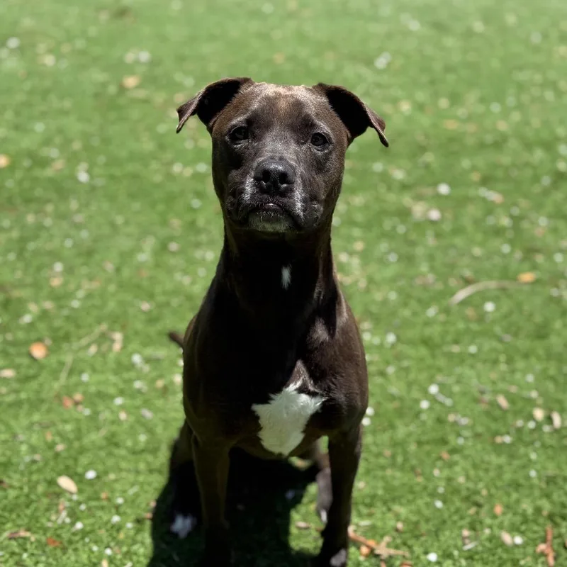 Shell Aka Cookie thumbnail 5